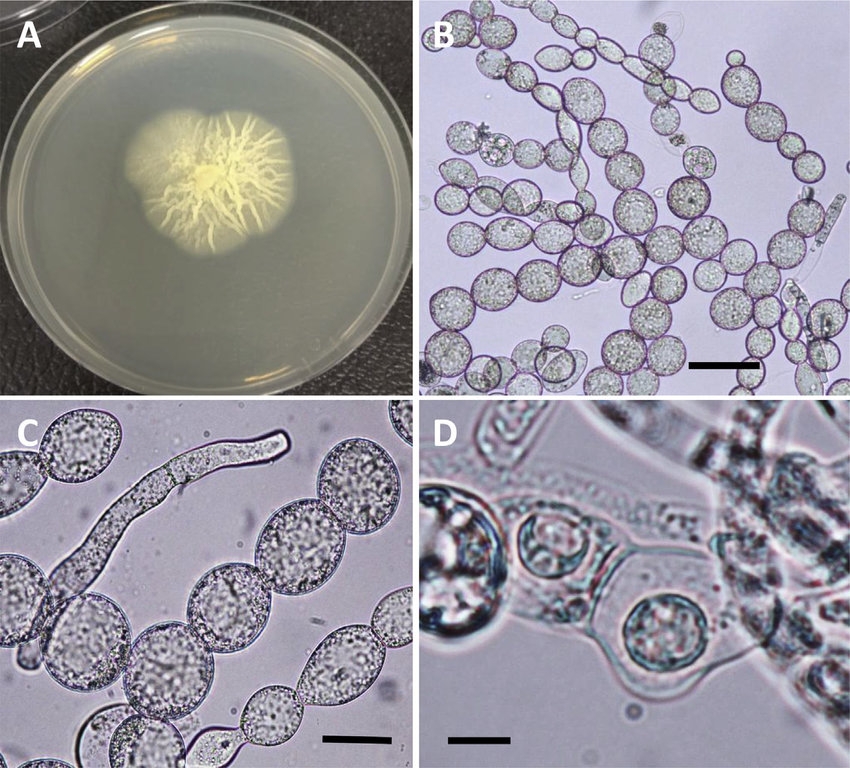 Представитель Семейства Crypticolaceae